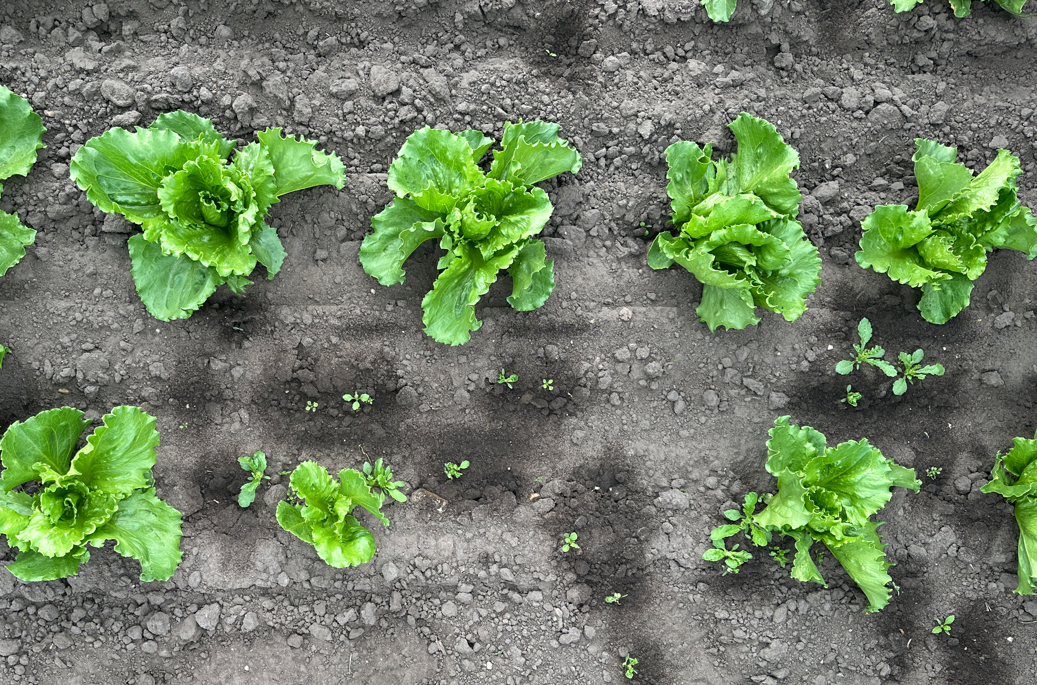 spotspraying-spritzergebnis-c-farm-ing.png
